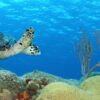 Hawksbill Turtle and Brain Coral – Cozumel, Mexico