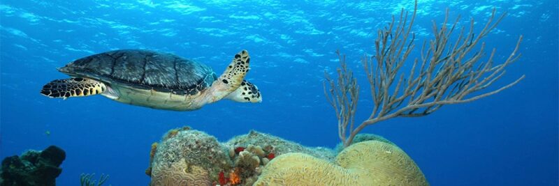 Hawksbill Turtle and Brain Coral – Cozumel, Mexico