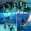 Cozumel_Diving_Trips_1