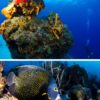 Cozumel_Diving_Trips_4