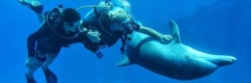 Dive_With_Dolphins_in_Cozumel_0