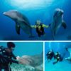 Dive_With_Dolphins_in_Cozumel_2