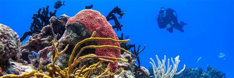 Dive_and_Drive_Cozumel_0 2