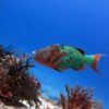 Dive_and_Drive_Cozumel_4