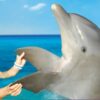 Dolphin_Swim_Adventure_Cozumel_0